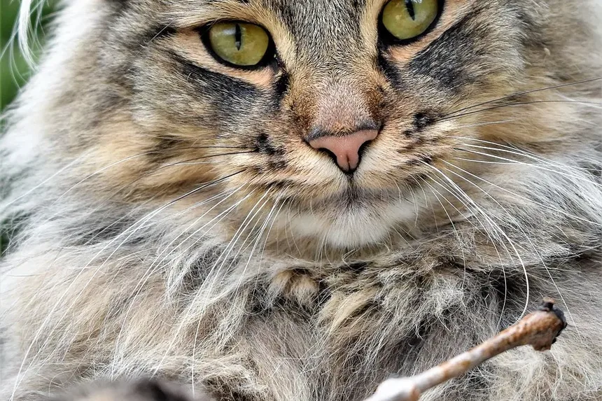 5 Dicas Essenciais de Alimentação para Gatos com Artrite