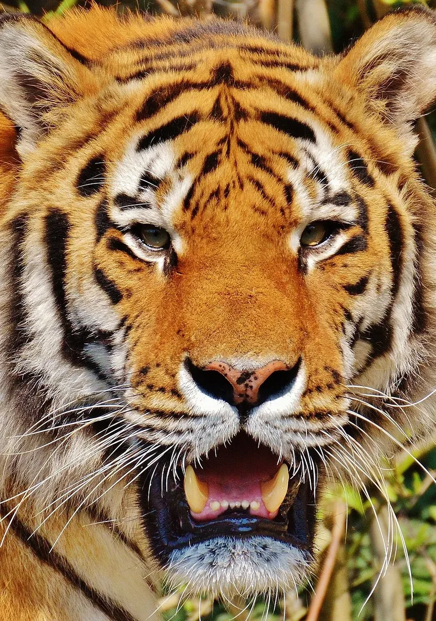 Cataratas em Gatos: Sintomas, Tratamento e Como Cuidar