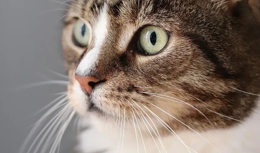 Cataratas em Gatos: Sintomas, Tratamento e Como Cuidar