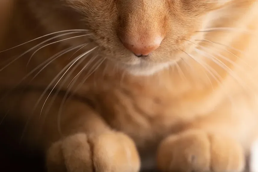 Cataratas em Gatos: Sintomas, Tratamento e Como Cuidar