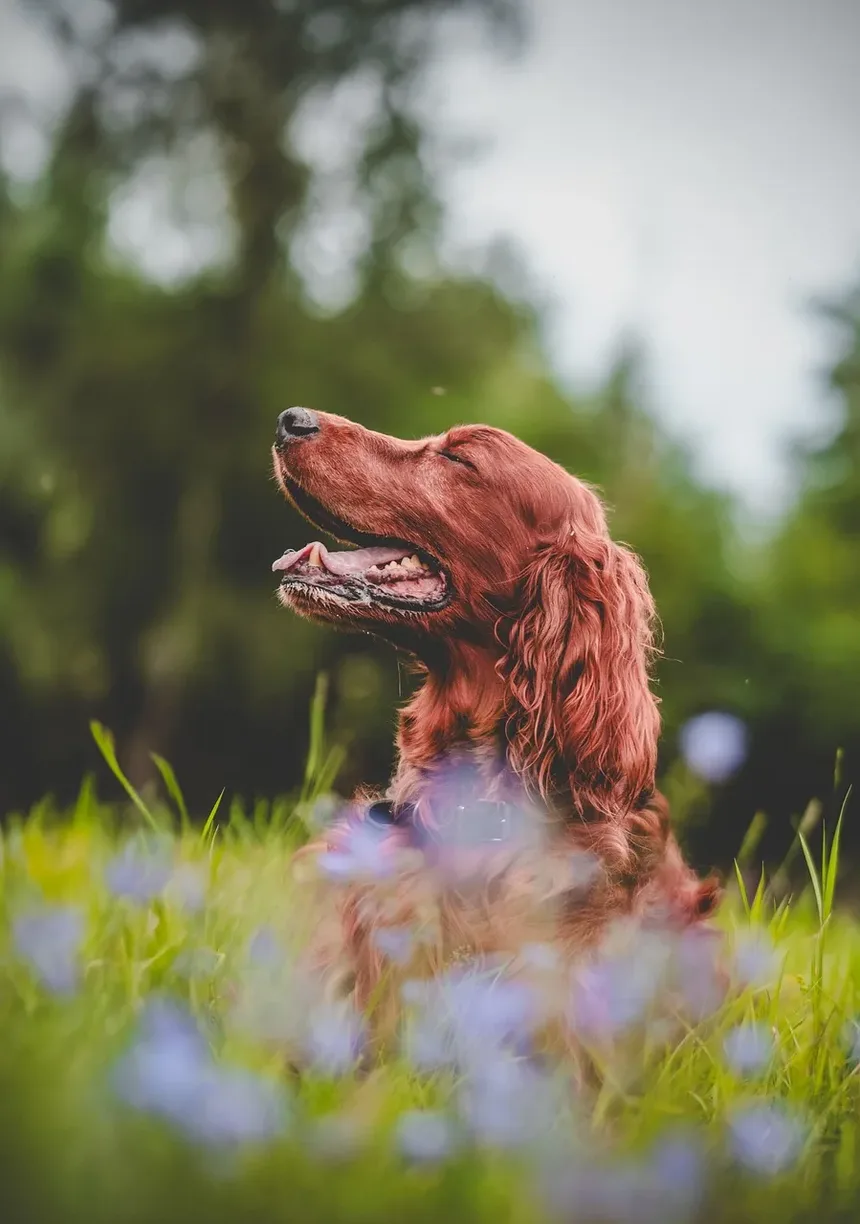 Dieta e Nutrição para Cães Mais Velhos
