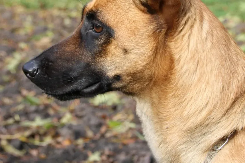 Infarto em Cães: Sintomas, Causas e O Que Fazer