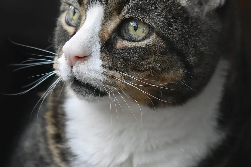 Como Preparar Sua Casa para um Novo Gato: 10 Dicas Essenciais
