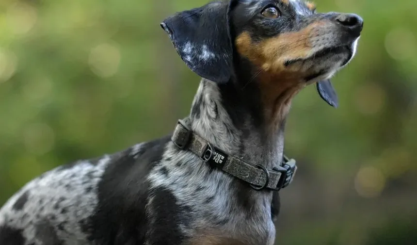 Como Parar um Cão de Latir à Noite?