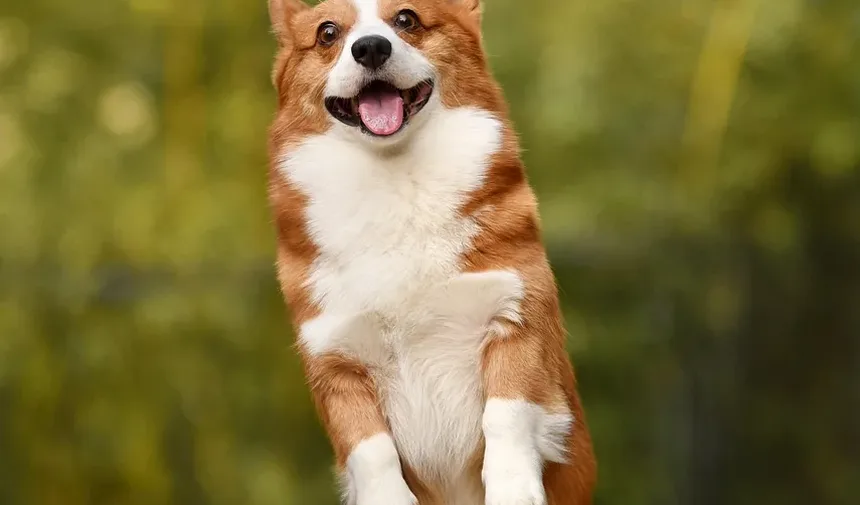 Como Impedir que um Cão Ladrar à Noite