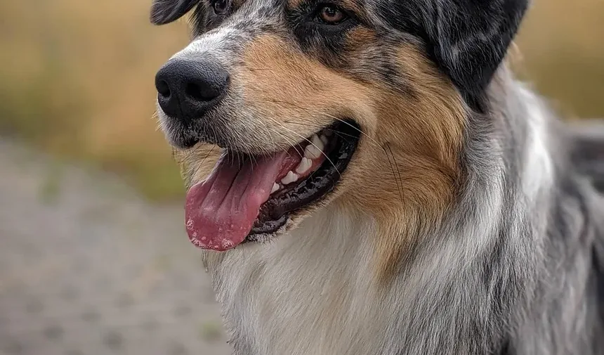 Como Parar o Latido Excessivo do Seu Cão: 5 Dicas Infalíveis
