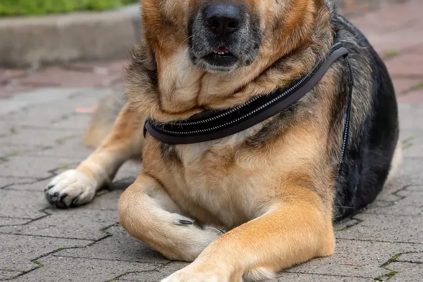 Como Parar o Latido Excessivo do Seu Cão: 5 Dicas Infalíveis