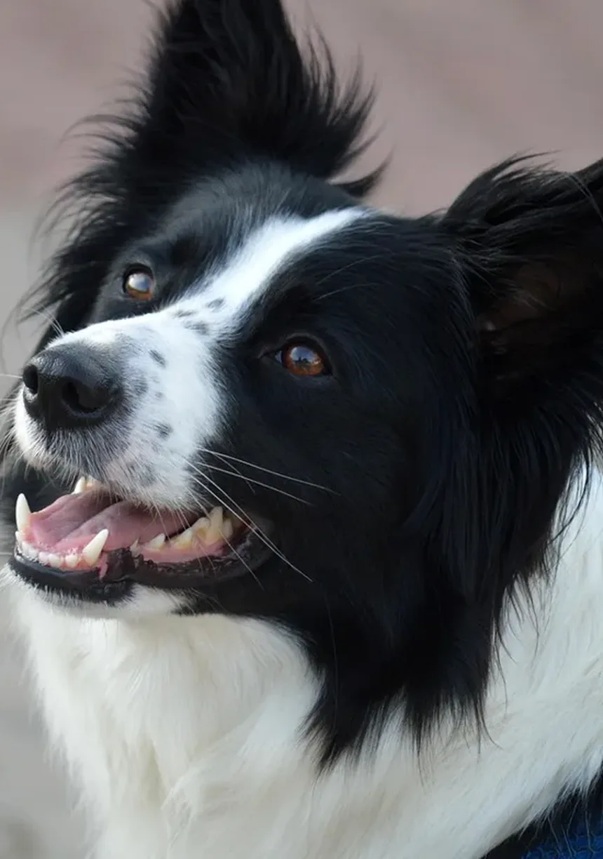 Gerenciamento da Dor em Cães e Gatos: Um Guia Abrangente