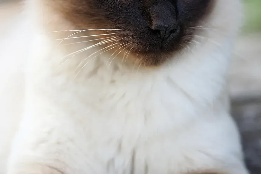 Por Que os Gatos Amam Pontos de Laser? Descubra os Benefícios!