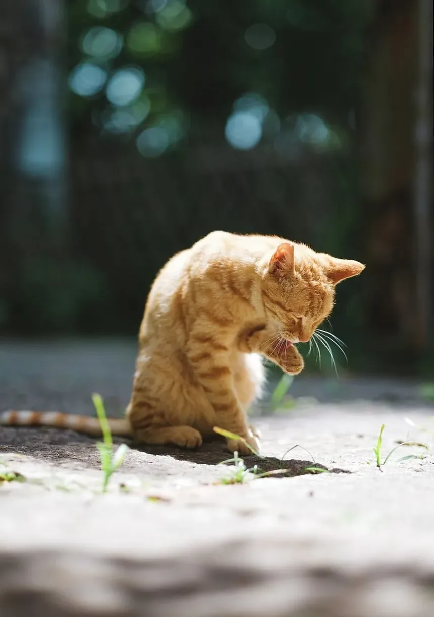 Melhores Raças de Gatos para Adolescentes: Um Guia Completo