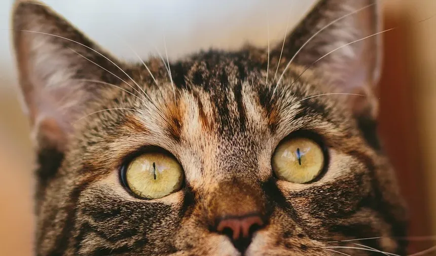 Melhores Raças de Gatos para Adolescentes: Um Guia Completo