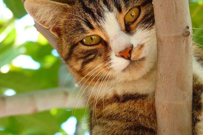 Melhores Raças de Gatos para Adolescentes: Um Guia Completo