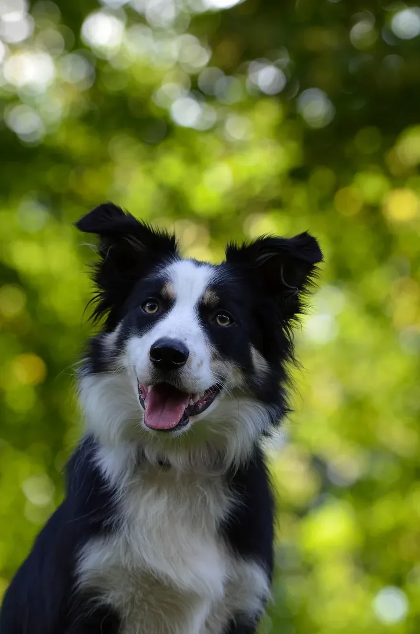 Melhores Raças de Cães para Atividades ao Ar Livre: O Guia Definitivo