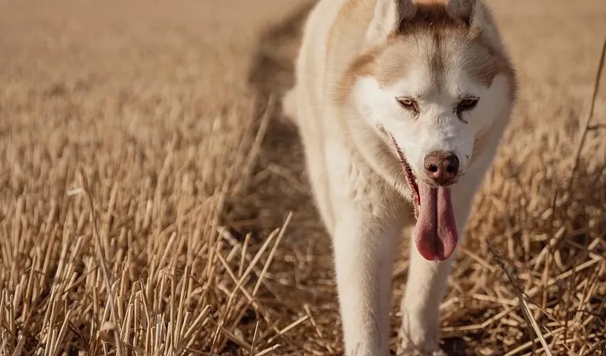 Melhores Raças de Cães para Atividades ao Ar Livre: O Guia Definitivo