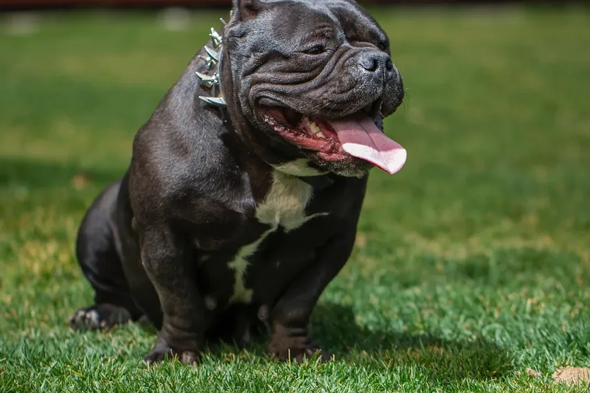 Melhores Raças de Cães para Atividades ao Ar Livre: O Guia Definitivo