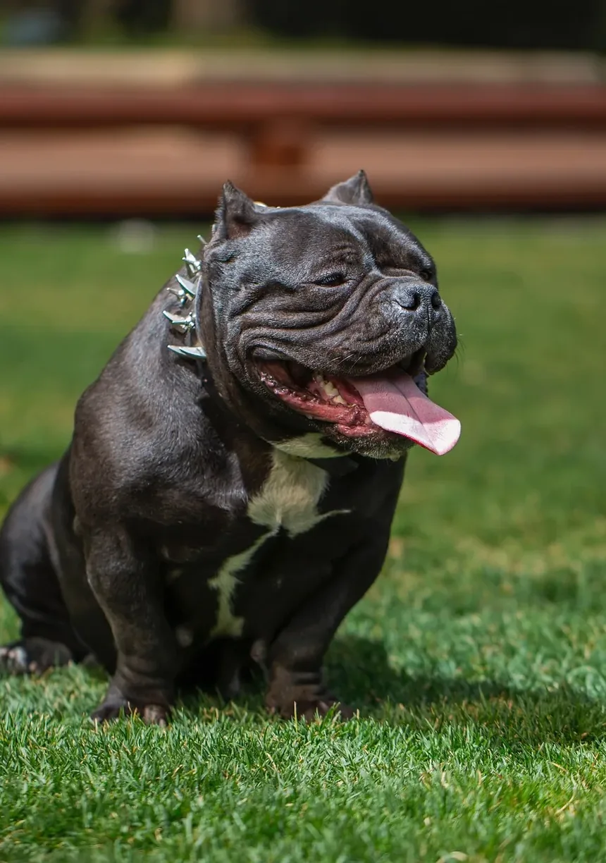 Melhores Suplementos para Cães que Comem Fezes: Um Guia Completo