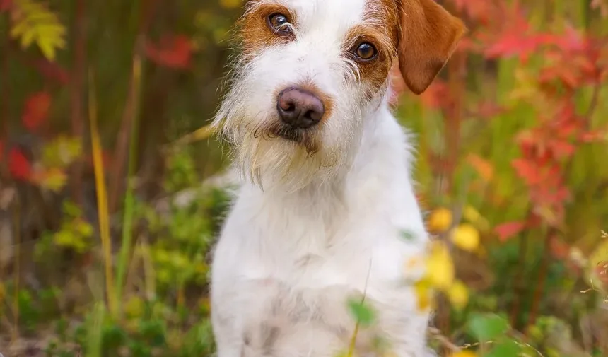 Melhores Suplementos para Cães que Comem Fezes: Um Guia Completo