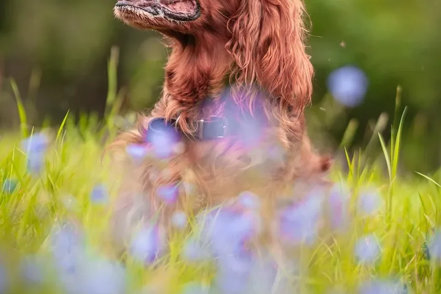 Melhores Suplementos para Cães que Comem Fezes: Um Guia Completo
