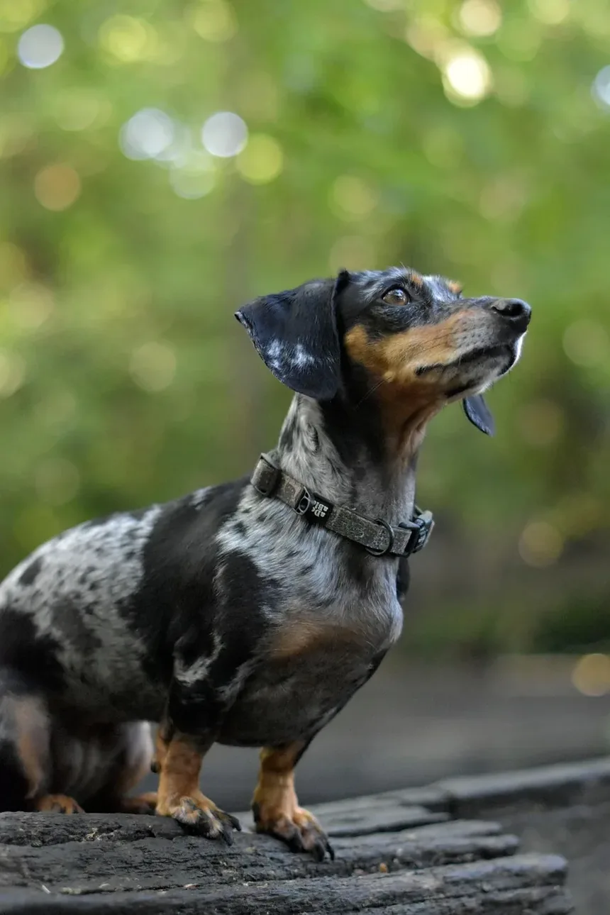 Melhores Vitaminas para Manchas de Lágrimas em Cães: Um Guia Completo