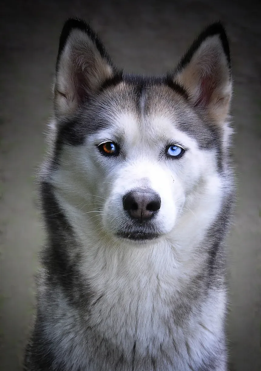 Melhores Vitaminas para Manchas de Lágrimas em Cães: Um Guia Completo