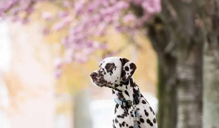 Melhores Vitaminas para Manchas de Lágrimas em Cães: Um Guia Completo