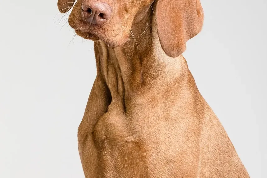 Melhores Vitaminas para Manchas de Lágrimas em Cães: Um Guia Completo
