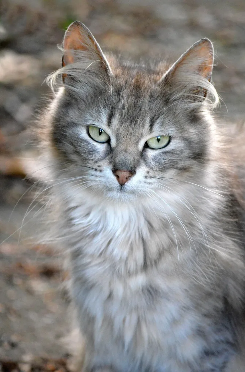 Gatos de Apartamento Podem Ter Infecções Oculares?