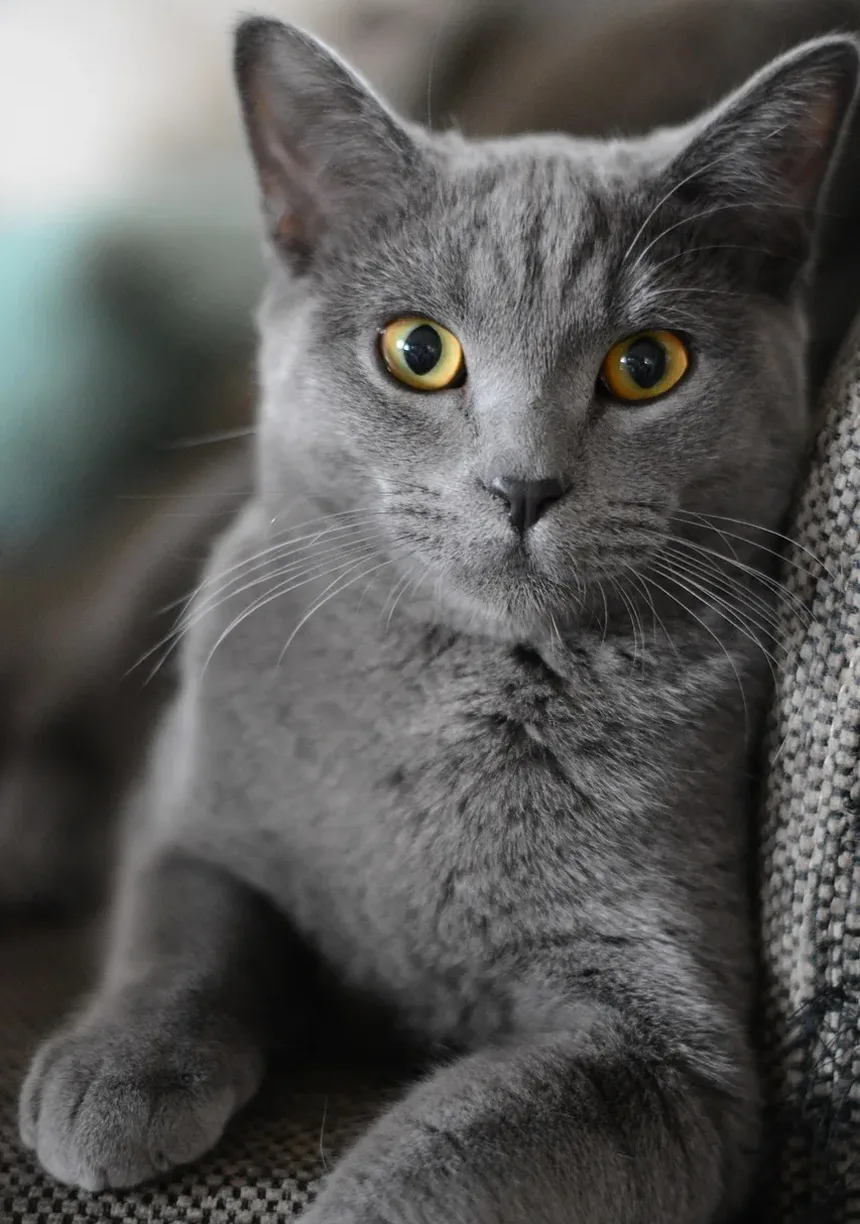 Gatos de Apartamento Podem Ter Infecções Oculares?