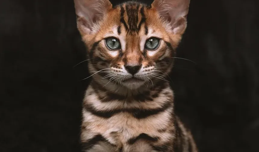 Gatos de Apartamento Podem Ter Infecções Oculares?