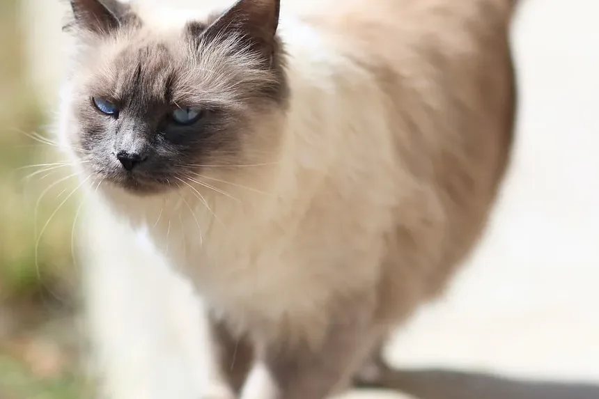 Gatos de Apartamento Podem Ter Infecções Oculares?