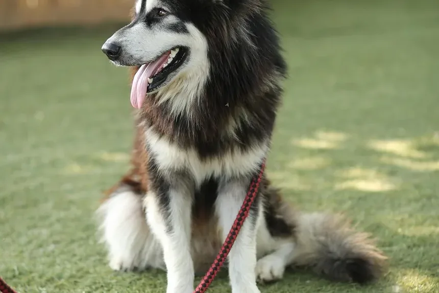 Meu Cão Pode Dormir Sozinho Após a Cirurgia?