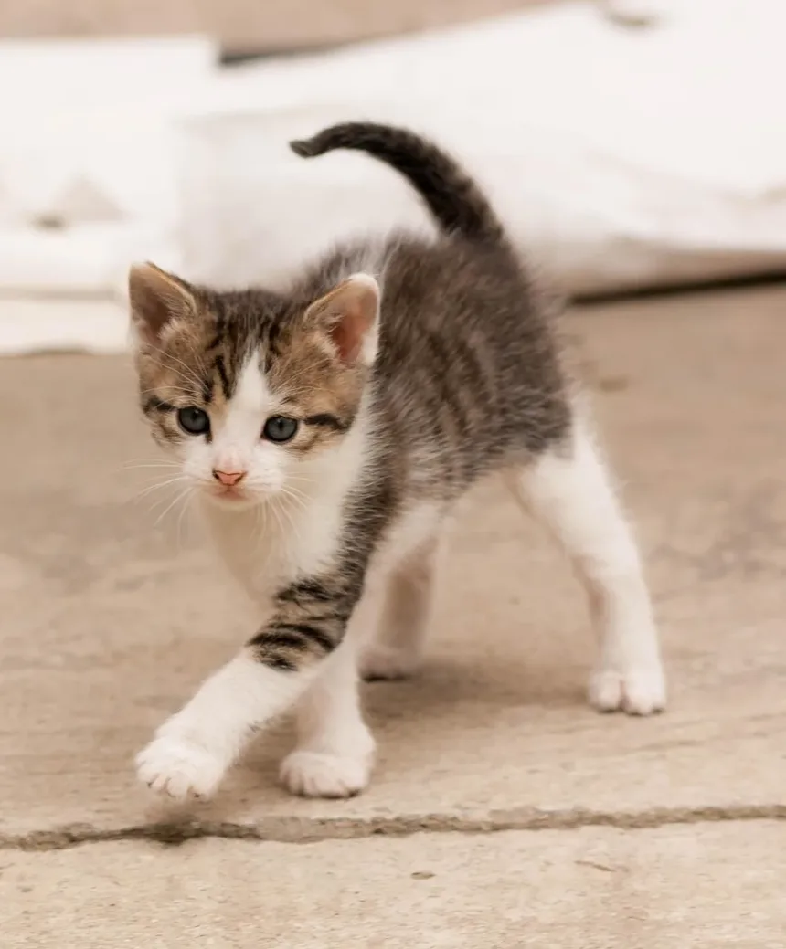 Você Pode Salvar um Gatinho Recém-Nascido? Dicas e Diretrizes Essenciais de Cuidados
