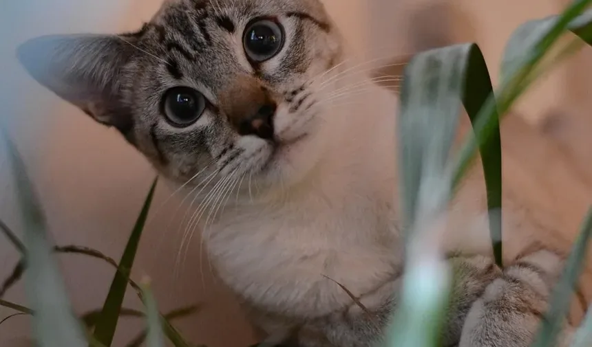 Você Pode Salvar um Gatinho Recém-Nascido? Dicas e Diretrizes Essenciais de Cuidados