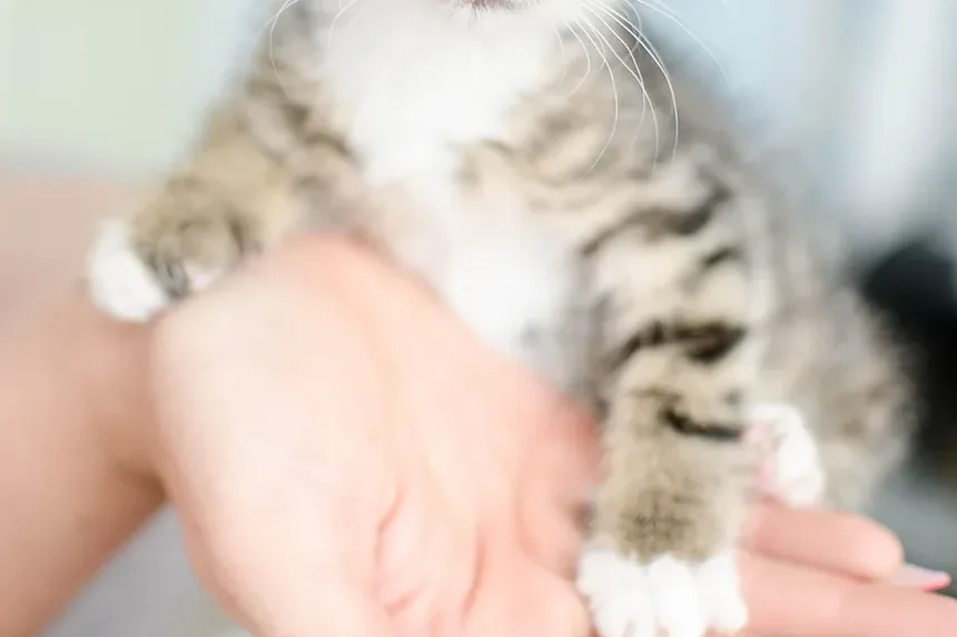 Você Pode Salvar um Gatinho Recém-Nascido? Dicas e Diretrizes Essenciais de Cuidados