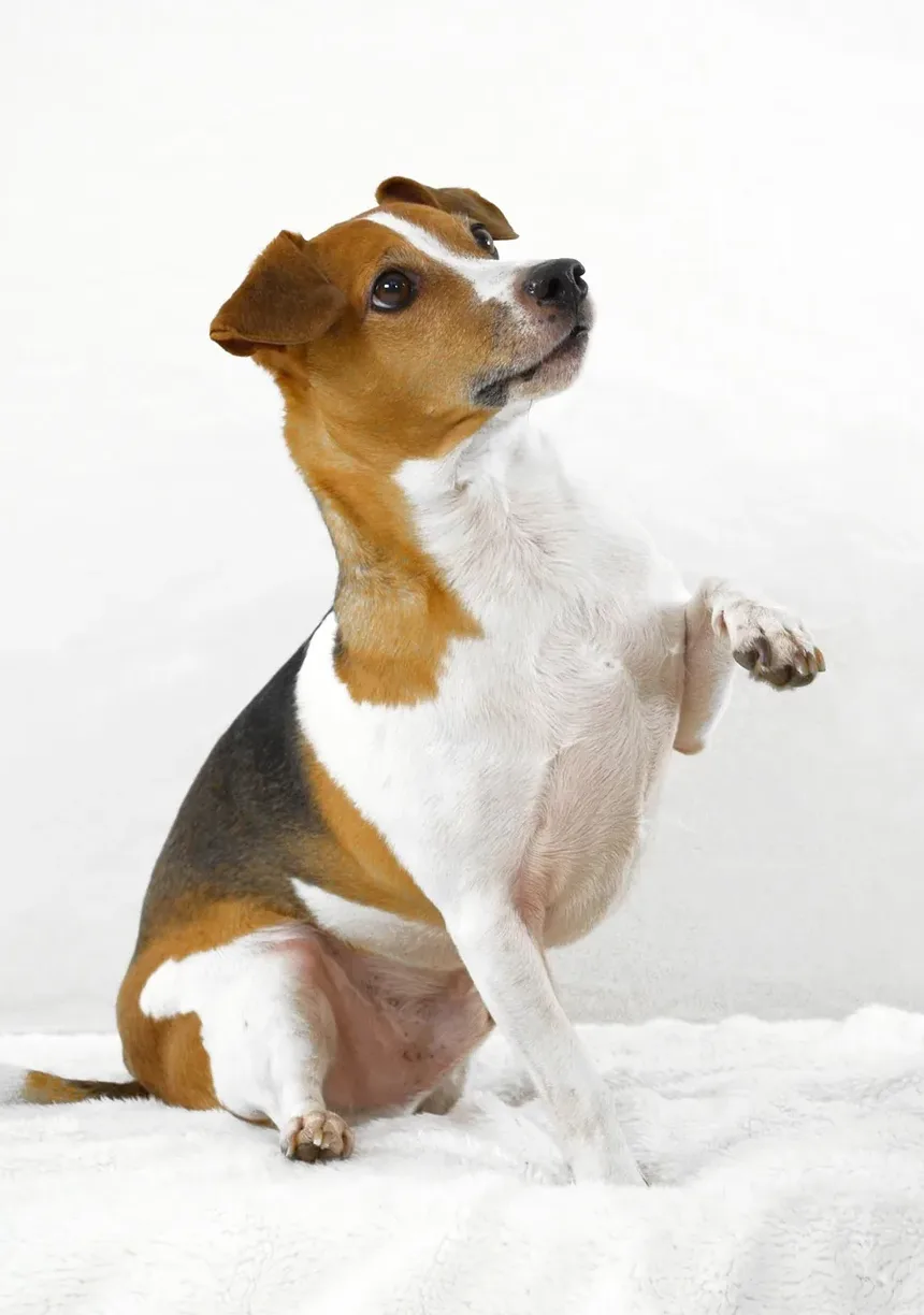 Uma Dieta Rica em Proteínas Torna os Cães Agressivos?