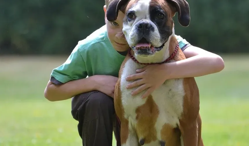 Uma Dieta Rica em Proteínas Torna os Cães Agressivos?