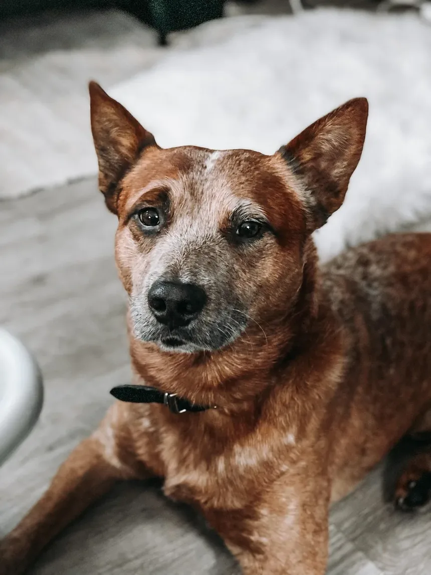Tratamento da Doença Alérgica de Pele em Cães: Guia Completo
