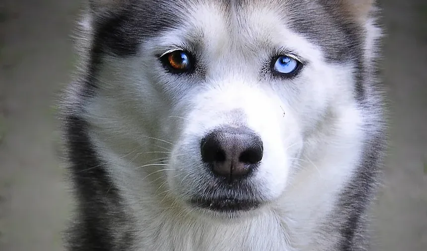 Tratamento da Doença Alérgica de Pele em Cães: Guia Completo
