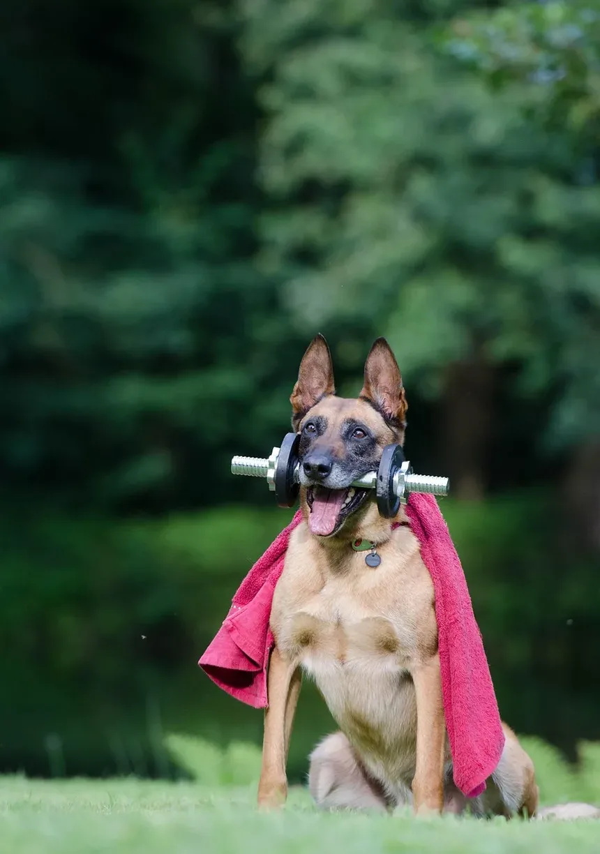 Remédios Caseiros Eficazes para Alergias de Pele em Cães