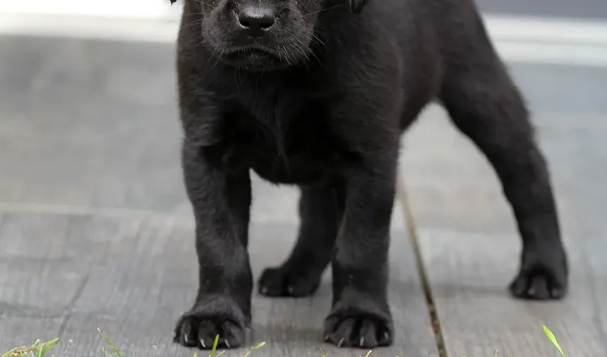 Remédios Caseiros Eficazes para Alergias de Pele em Cães