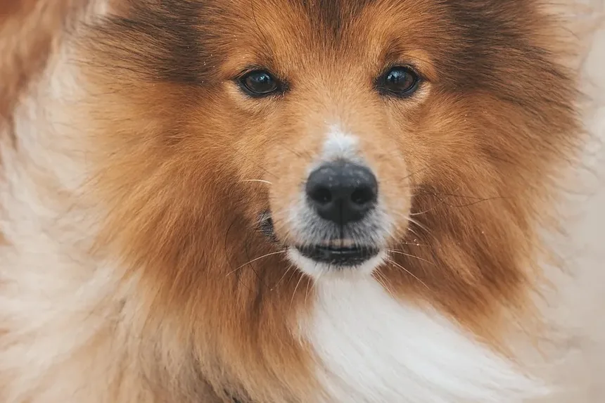 Remédios Caseiros Eficazes para Alergias de Pele em Cães