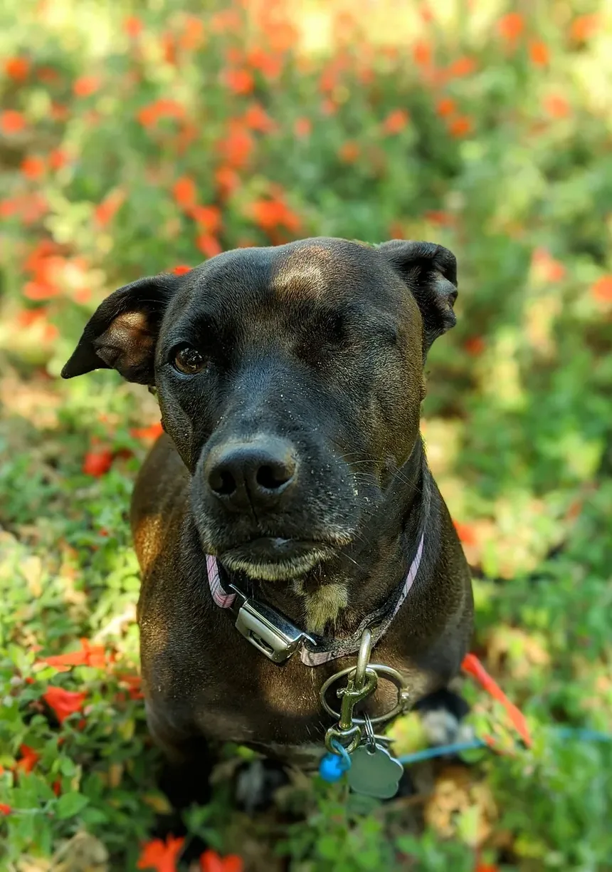 Sinais Precoces de que Seu Cão Está Doente: O que Todo Dono de Cão Deve Saber