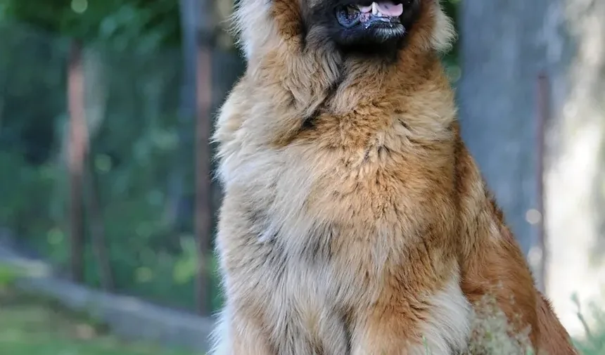 Sinais Precoces de que Seu Cão Está Doente: O que Todo Dono de Cão Deve Saber