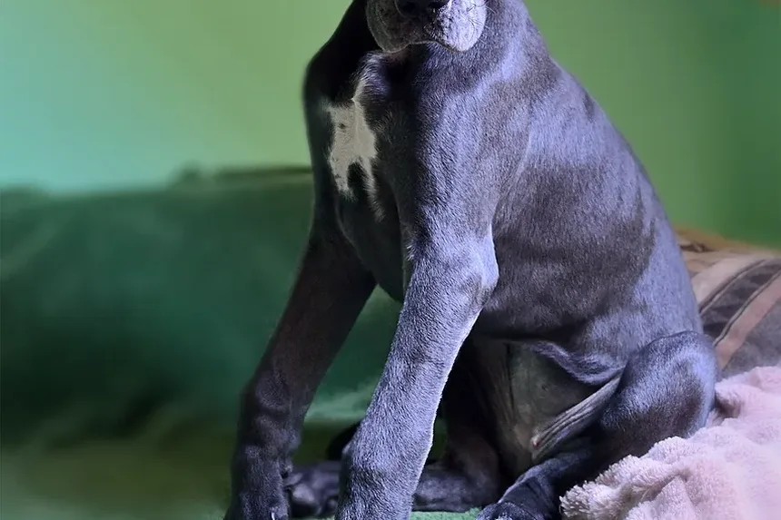 Sinais Precoces de que Seu Cão Está Doente: O que Todo Dono de Cão Deve Saber