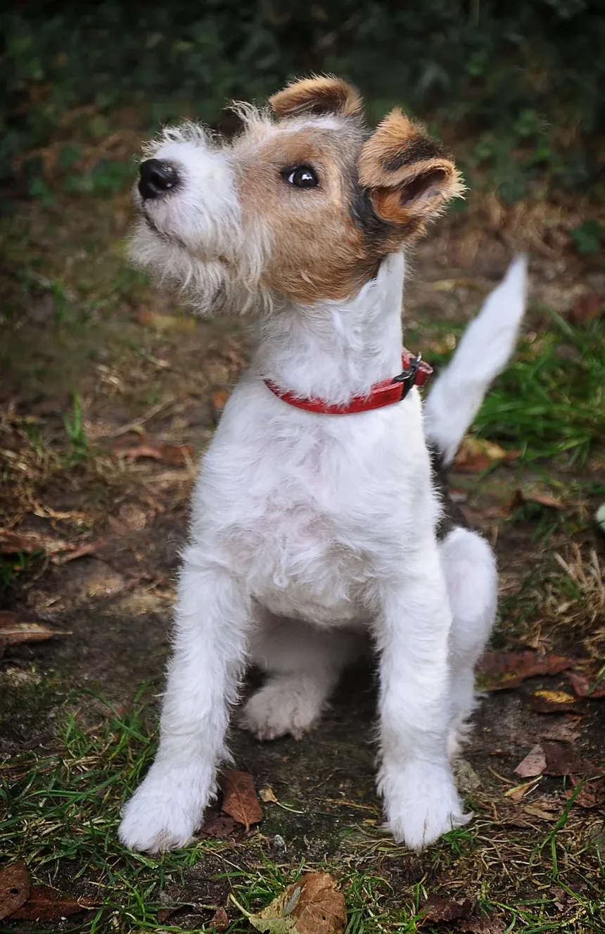 Alimentos Ricos em Proteínas para Cães Lactantes: Nutrição Essencial para a Mãe e os Filhotes