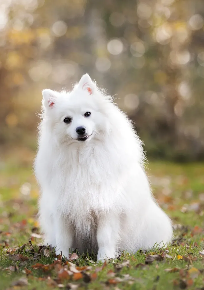 Alimentos Ricos em Proteínas para Cães Lactantes: Nutrição Essencial para a Mãe e os Filhotes