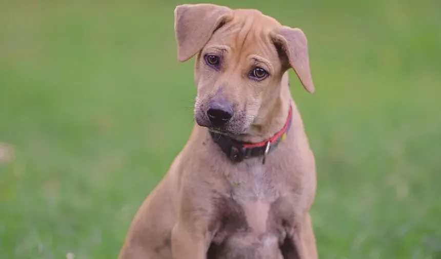 Alimentos Ricos em Proteínas para Cães Lactantes: Nutrição Essencial para a Mãe e os Filhotes