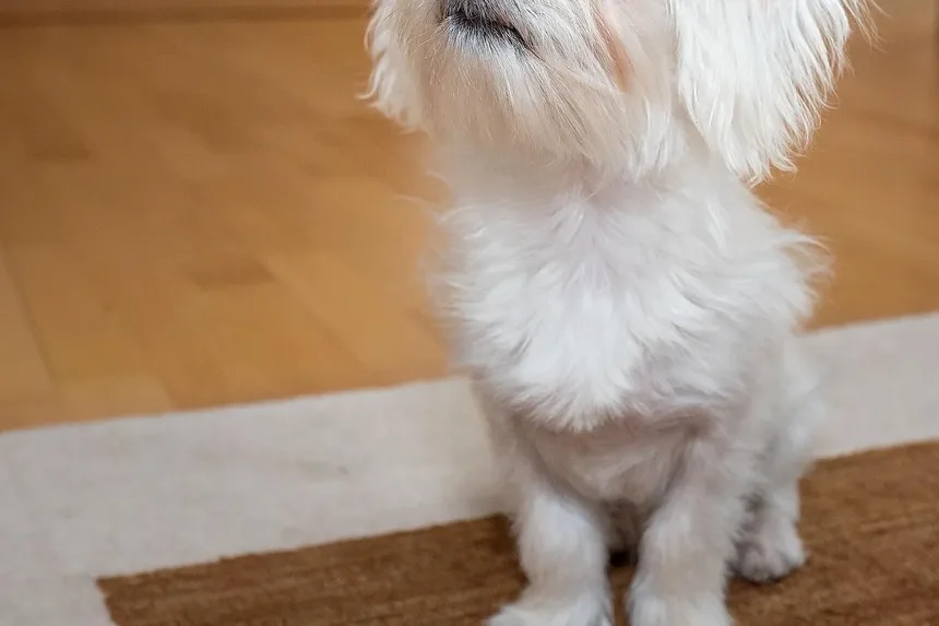 Alimentos Ricos em Proteínas para Cães Lactantes: Nutrição Essencial para a Mãe e os Filhotes