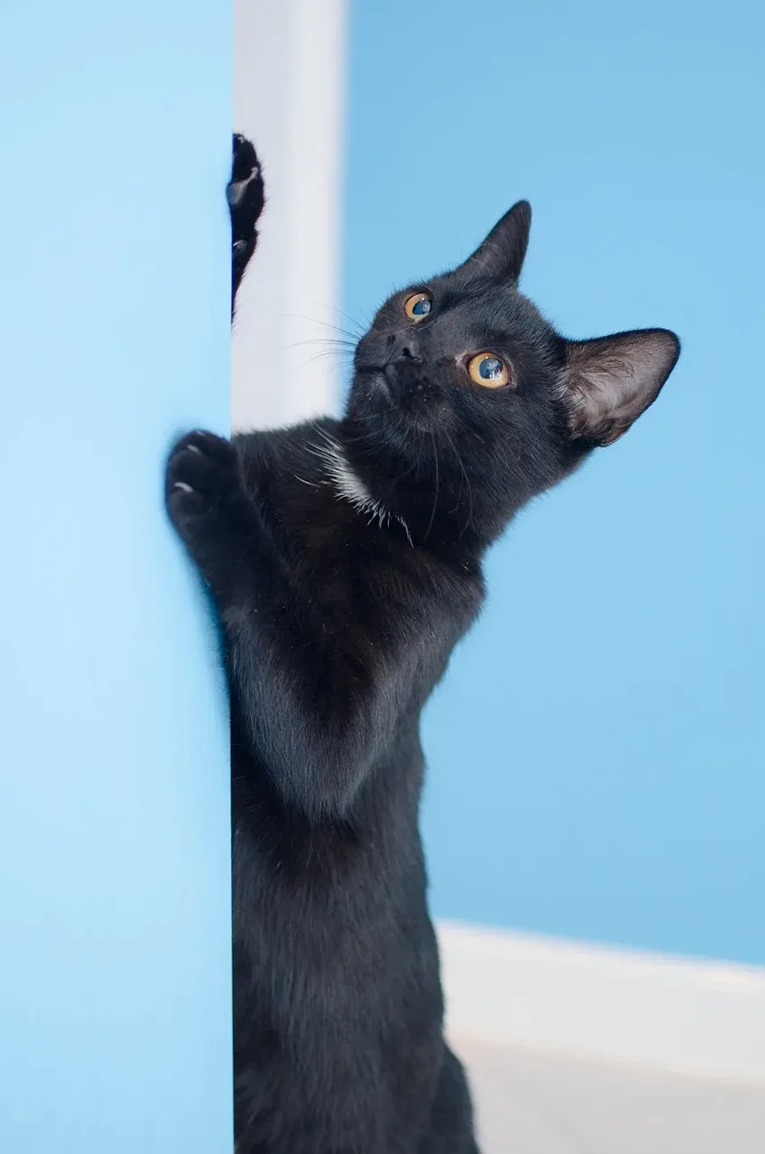Quanto Tempo Demora para Gatos se Recuperarem de Uma Insolação?