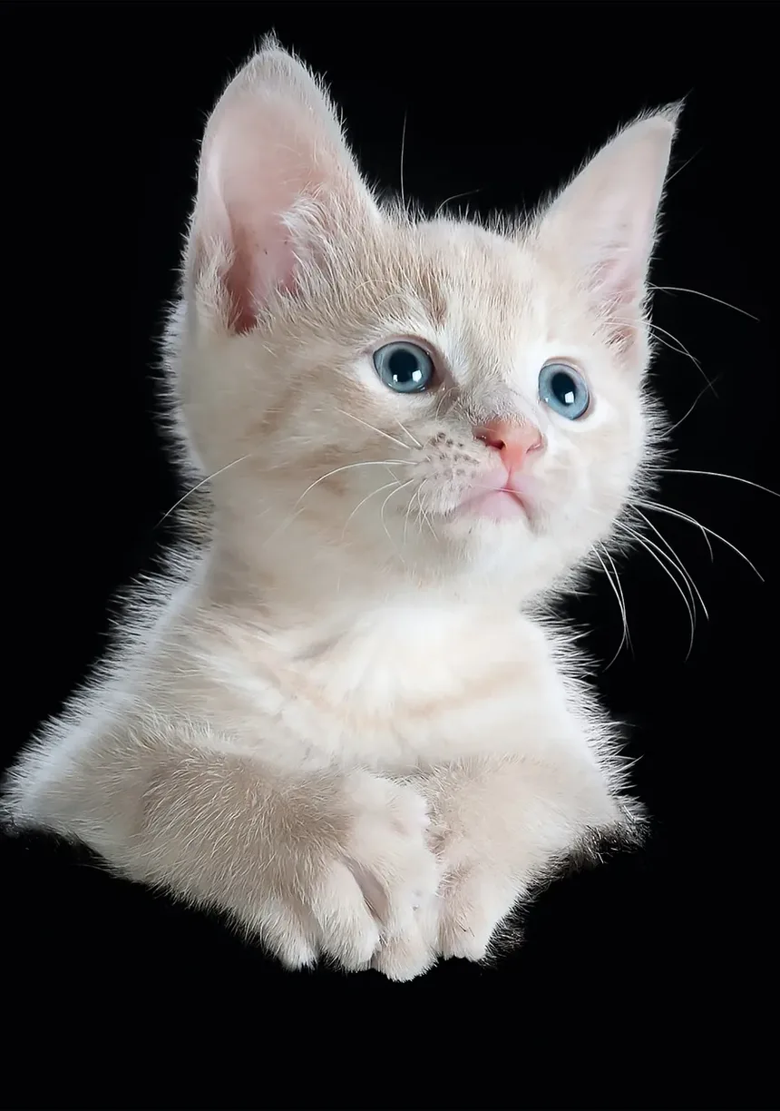 Quanto Tempo Demora para Gatos se Recuperarem de Uma Insolação?